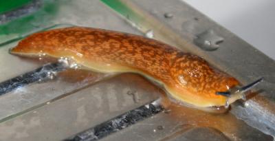 Прикрепленное изображение: piton.jpg